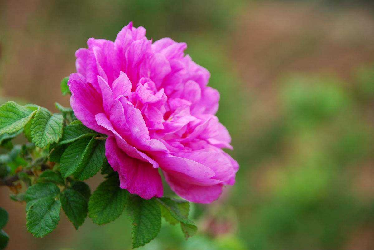 Secadora de rosas del nido de flores pingyin de shandong(图1)